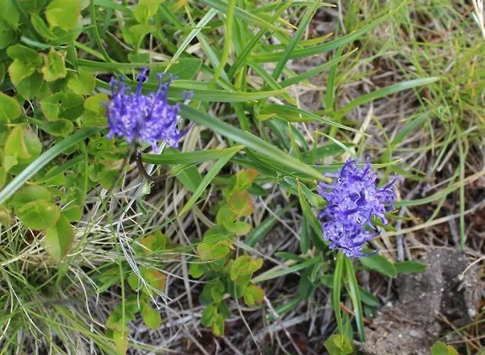 Riegler بيت للعطل *